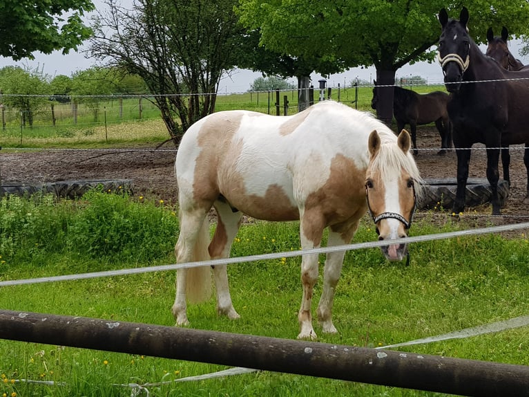 Quarter Pony Castrone 13 Anni 140 cm Pezzato in Horgau