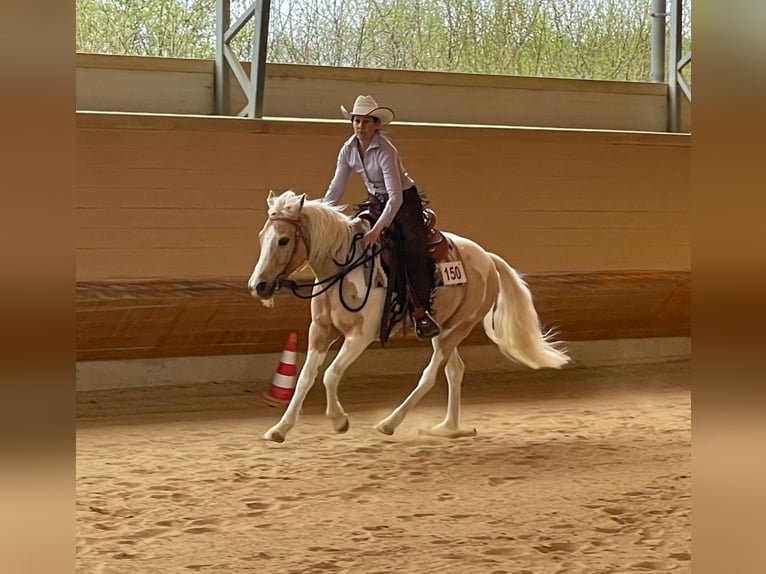 Quarter Pony Castrone 13 Anni 140 cm Pezzato in Horgau