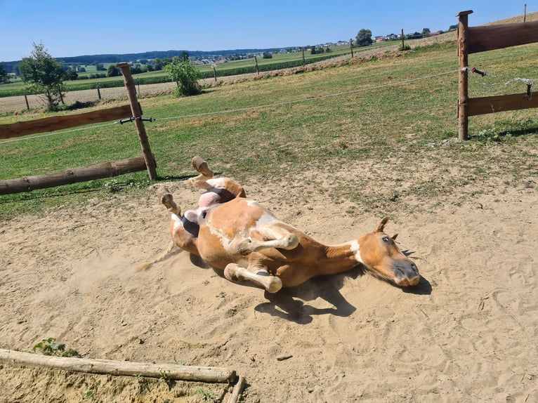 Quarter Pony Castrone 13 Anni 140 cm Pezzato in Horgau