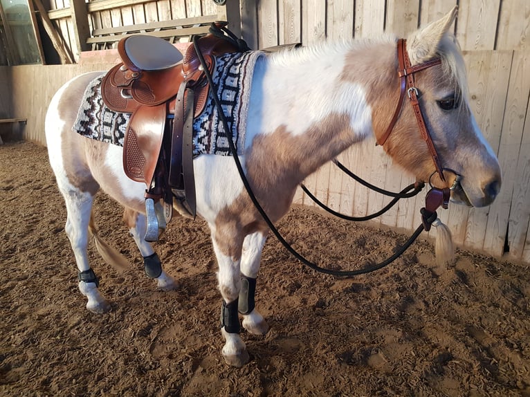 Quarter Pony Castrone 13 Anni 140 cm Pezzato in Horgau