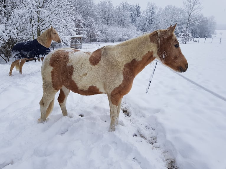 Quarter Pony Castrone 13 Anni 140 cm Pezzato in Horgau