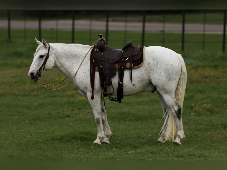 Quarter Pony Castrone 13 Anni 142 cm Grigio in Joshua