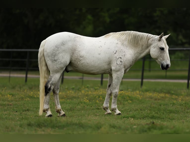 Quarter Pony Castrone 13 Anni 142 cm Grigio in Joshua