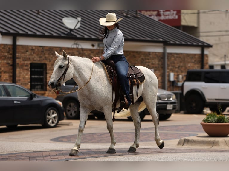 Quarter Pony Castrone 13 Anni 142 cm Grigio in Joshua