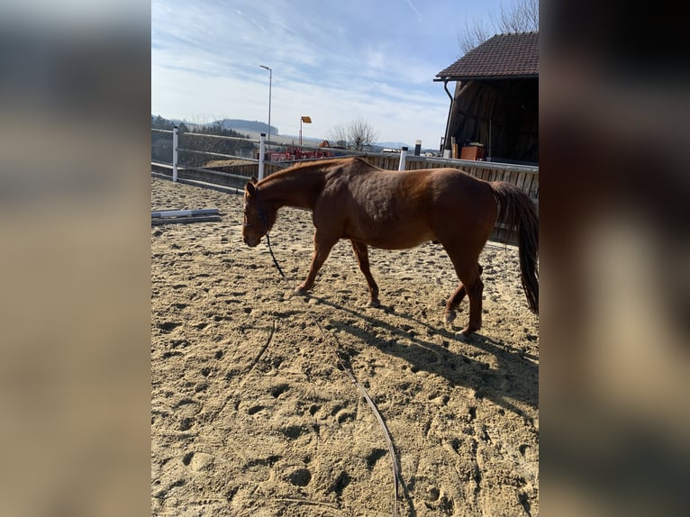 Quarter Pony Castrone 13 Anni 143 cm Baio ciliegia in Freistadt