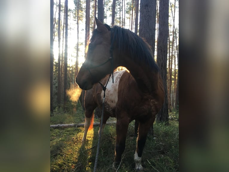Quarter Pony Mix Castrone 13 Anni 150 cm Pezzato in JenaJena