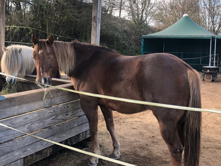 Quarter Pony Castrone 13 Anni 160 cm in Karlstadt