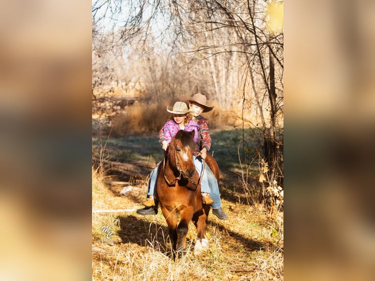 Quarter Pony Castrone 14 Anni 122 cm Baio ciliegia in Caldwell, ID