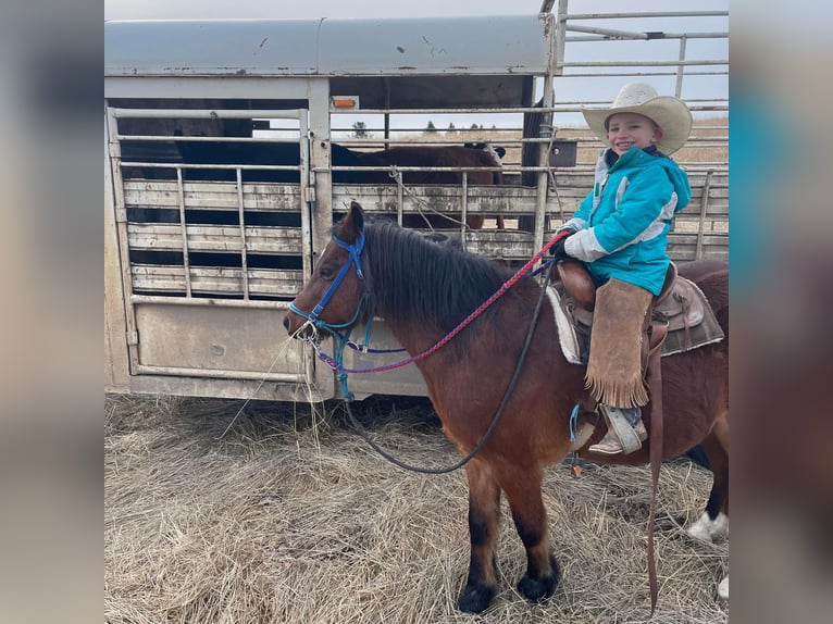 Quarter Pony Castrone 14 Anni 122 cm Baio ciliegia in Caldwell, ID