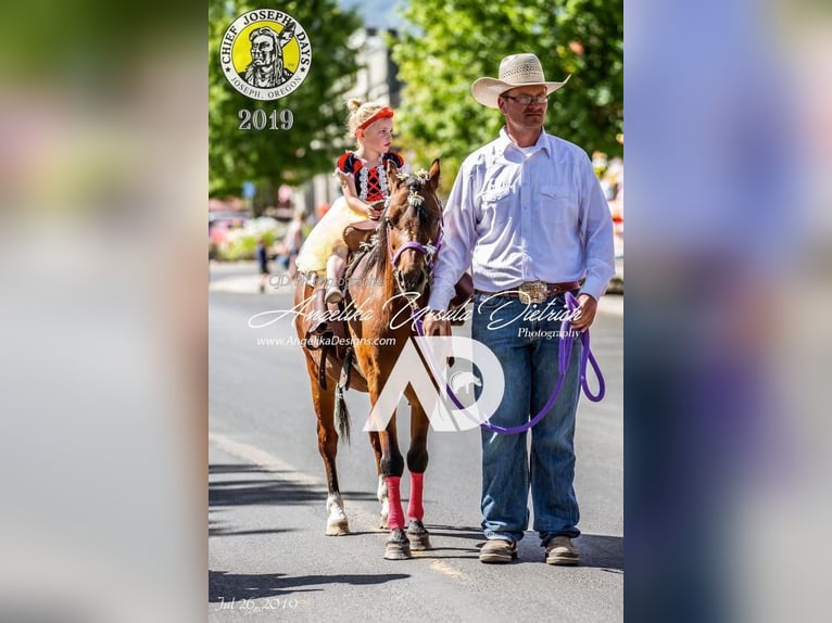 Quarter Pony Castrone 14 Anni 122 cm Baio ciliegia in Caldwell, ID