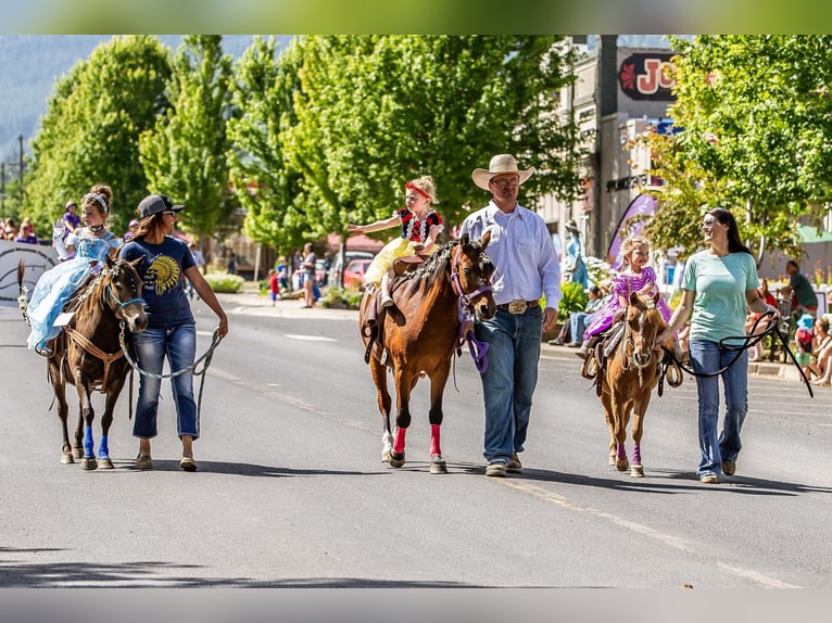 Quarter Pony Castrone 14 Anni 122 cm Baio ciliegia in Caldwell, ID