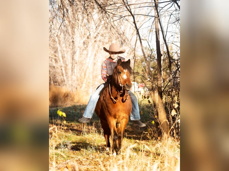 Quarter Pony Castrone 14 Anni 122 cm Baio ciliegia in Caldwell, ID