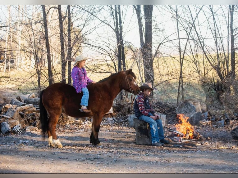 Quarter Pony Castrone 14 Anni 122 cm Baio ciliegia in Caldwell, ID