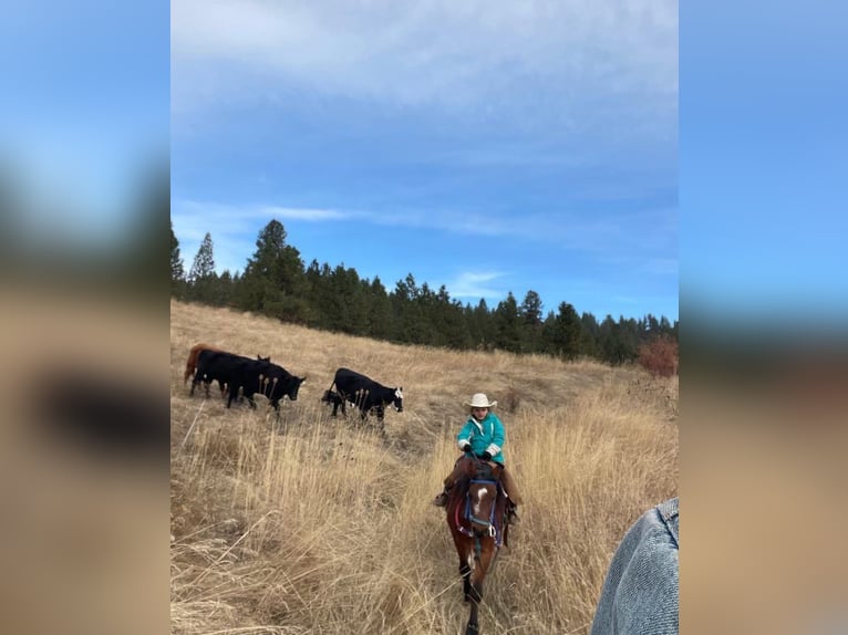 Quarter Pony Castrone 14 Anni 122 cm Baio ciliegia in Caldwell, ID