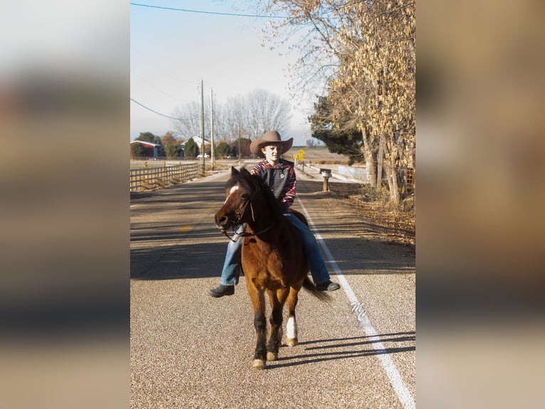 Quarter Pony Castrone 14 Anni 122 cm Baio ciliegia in Caldwell, ID