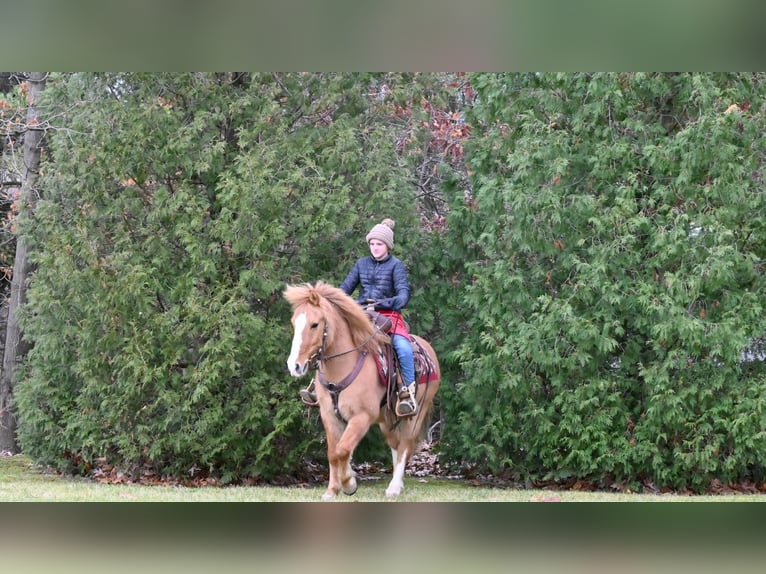 Quarter Pony Castrone 14 Anni 127 cm Red dun in Millersburg