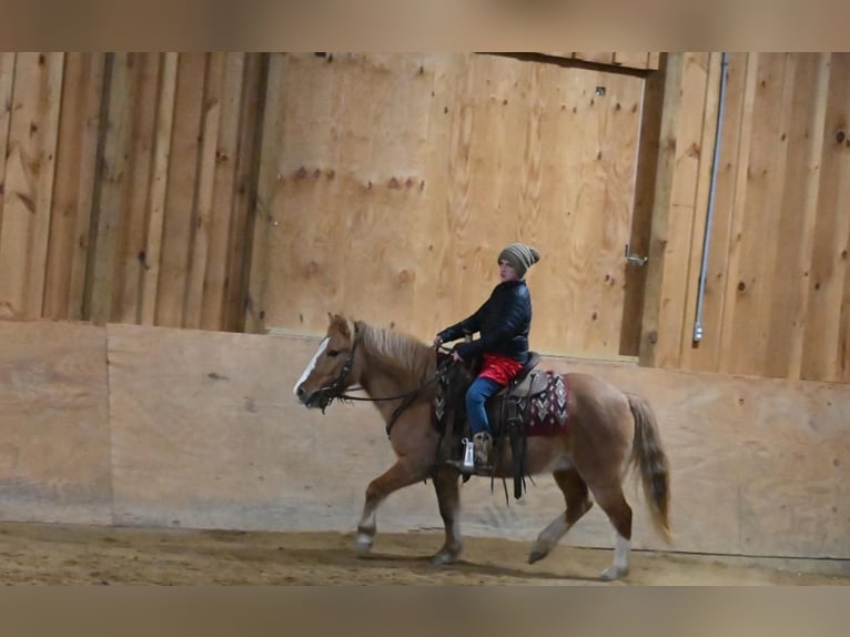 Quarter Pony Castrone 14 Anni 127 cm Red dun in Millersburg