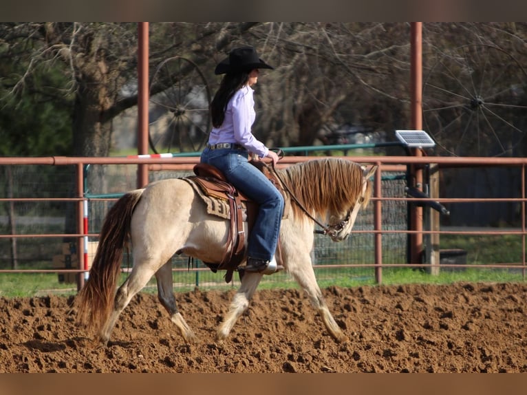 Quarter Pony Castrone 14 Anni 132 cm Pelle di daino in Joshua, TX