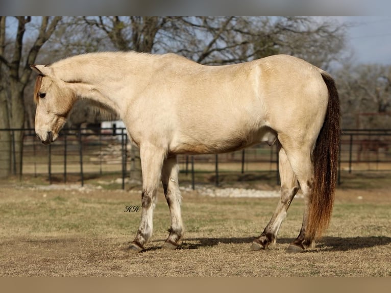 Quarter Pony Castrone 14 Anni 132 cm Pelle di daino in Joshua, TX