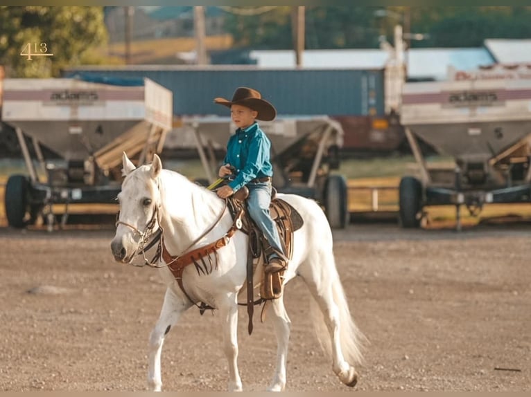 Quarter Pony Castrone 14 Anni 140 cm Bianco in Weatherford, TX