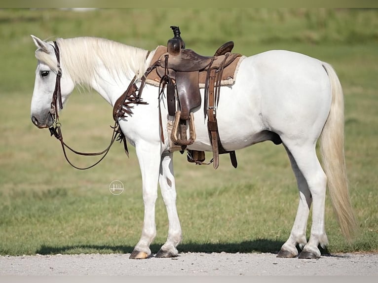 Quarter Pony Castrone 14 Anni 140 cm Bianco in Weatherford, TX