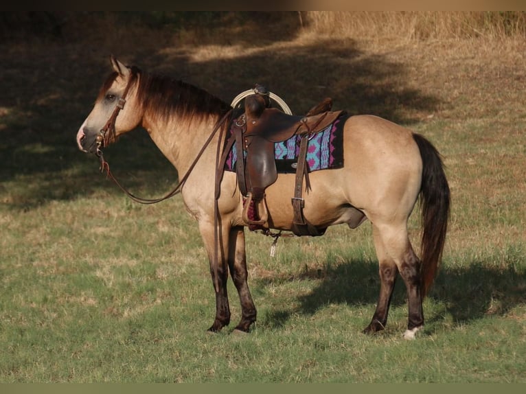 Quarter Pony Castrone 14 Anni 140 cm Pelle di daino in Stephenville, TX