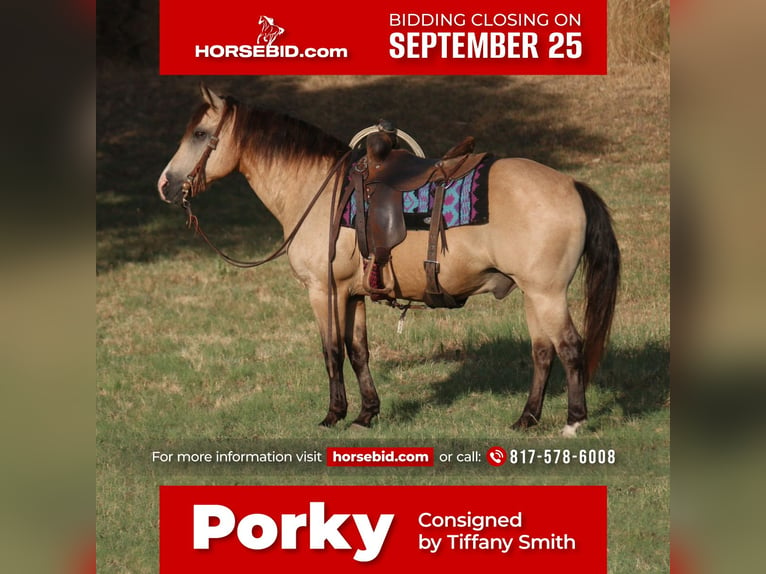 Quarter Pony Castrone 14 Anni 140 cm Pelle di daino in Stephenville, TX