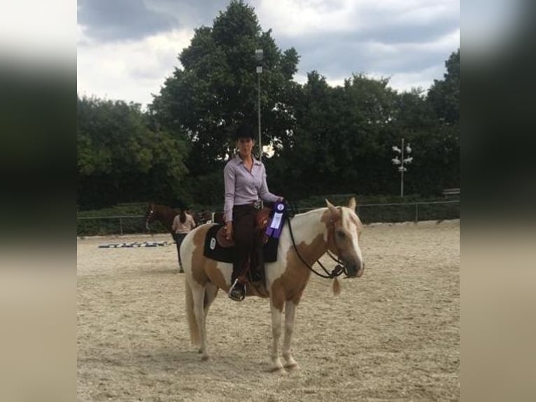 Quarter Pony Castrone 14 Anni 140 cm Pezzato in Horgau