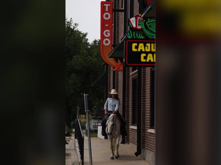 Quarter Pony Castrone 14 Anni 142 cm Grigio in Joshua