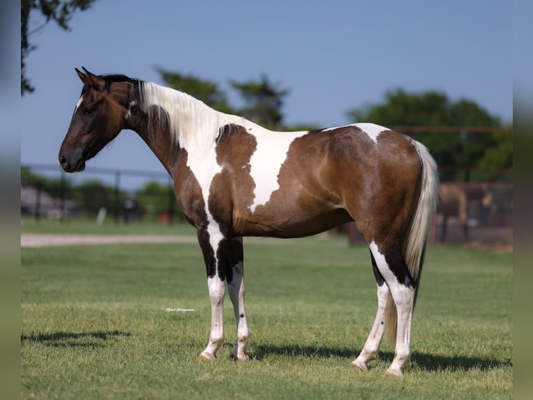 Quarter Pony Castrone 14 Anni 142 cm Pezzato in Ripley