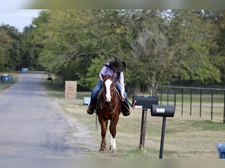 Quarter Pony Castrone 14 Anni 147 cm Sauro ciliegia in Joshua, TX