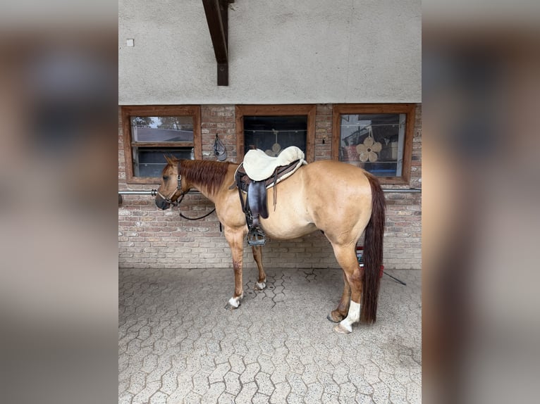Quarter Pony Castrone 15 Anni 147 cm Red dun in Modautal