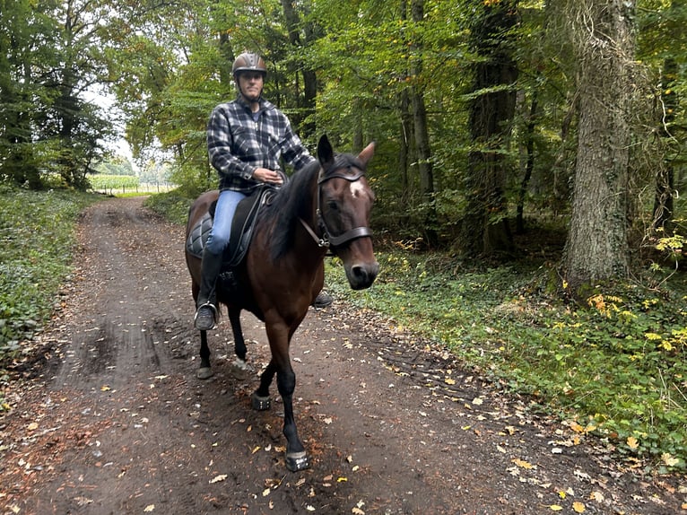 Quarter Pony Mix Castrone 15 Anni 150 cm Baio in Merten