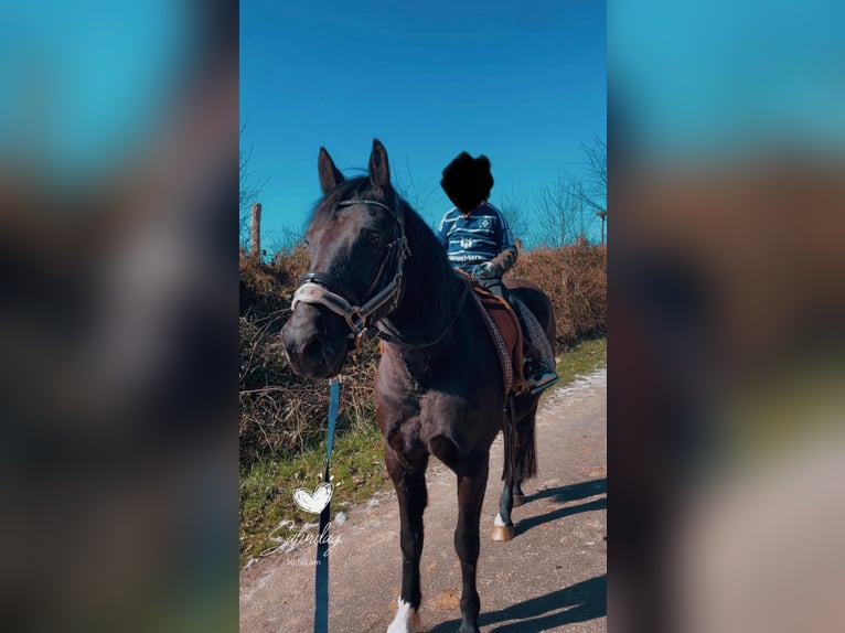 Quarter Pony Mix Castrone 16 Anni 148 cm Morello in Hohenwestedt