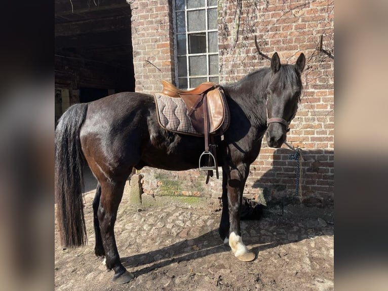 Quarter Pony Mix Castrone 16 Anni 148 cm Morello in Hohenwestedt
