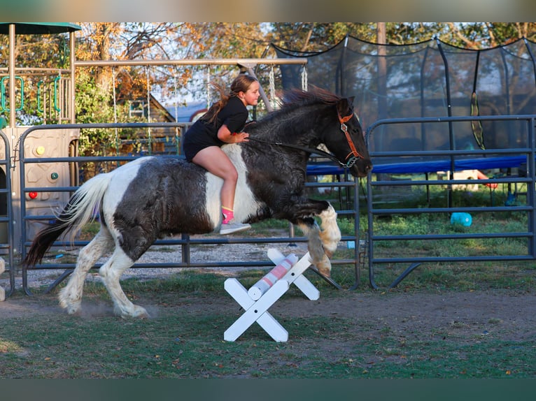 Quarter Pony Castrone 19 Anni 132 cm Pezzato in Forney