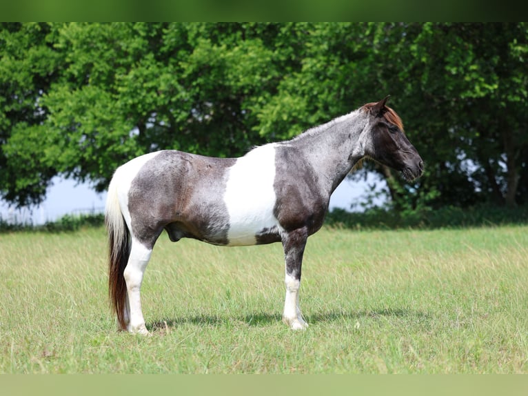 Quarter Pony Castrone 19 Anni 132 cm Pezzato in Forney