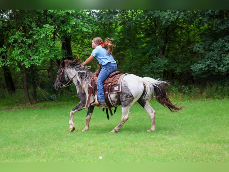 Quarter Pony Castrone 19 Anni 132 cm Pezzato in Forney