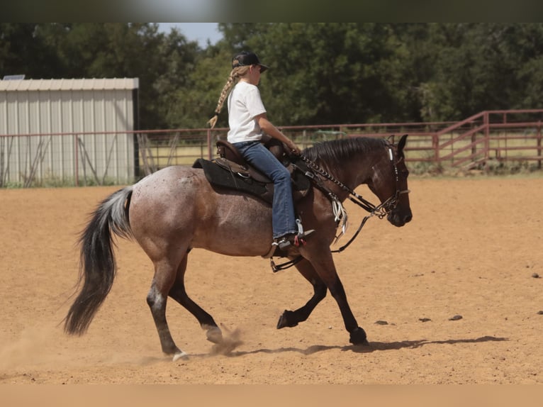 Quarter Pony Castrone 19 Anni Baio roano in Dublin