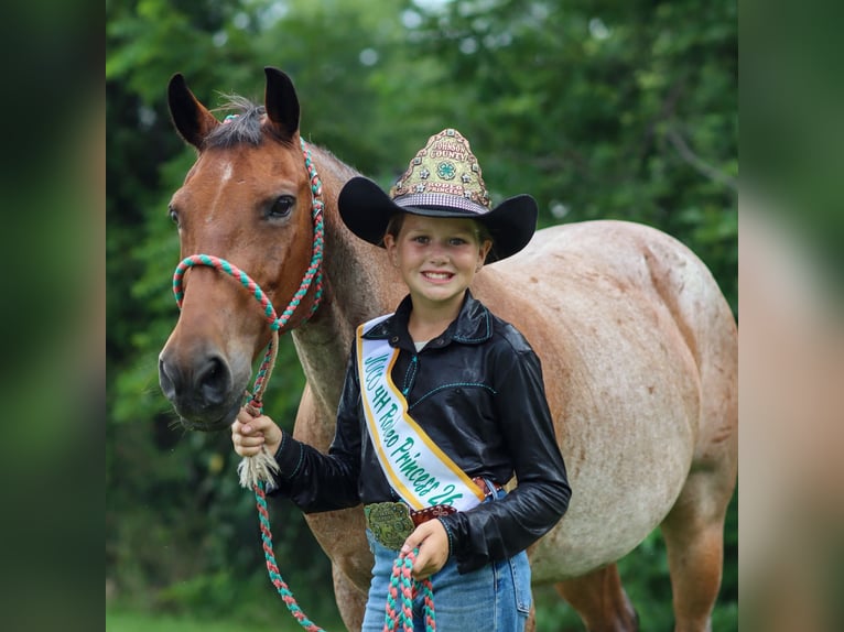Quarter Pony Castrone 19 Anni Baio roano in Dublin