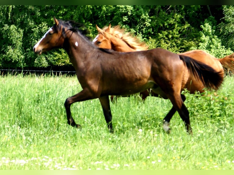 Quarter Pony Castrone 1 Anno 146 cm Overo-tutti i colori in Velpke
