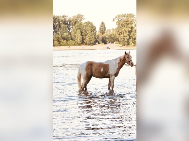 Quarter Pony Castrone 2 Anni 150 cm Pezzato in Gimbsheim