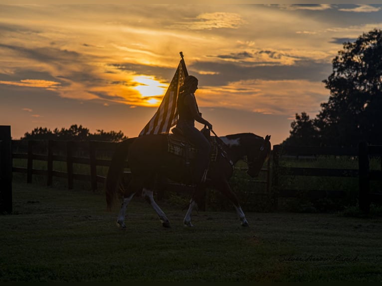 Quarter Pony Castrone 3 Anni 142 cm Pezzato in Ocala