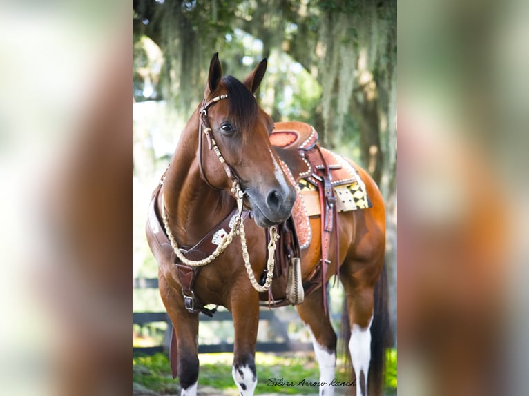 Quarter Pony Castrone 3 Anni 142 cm Pezzato in Ocala