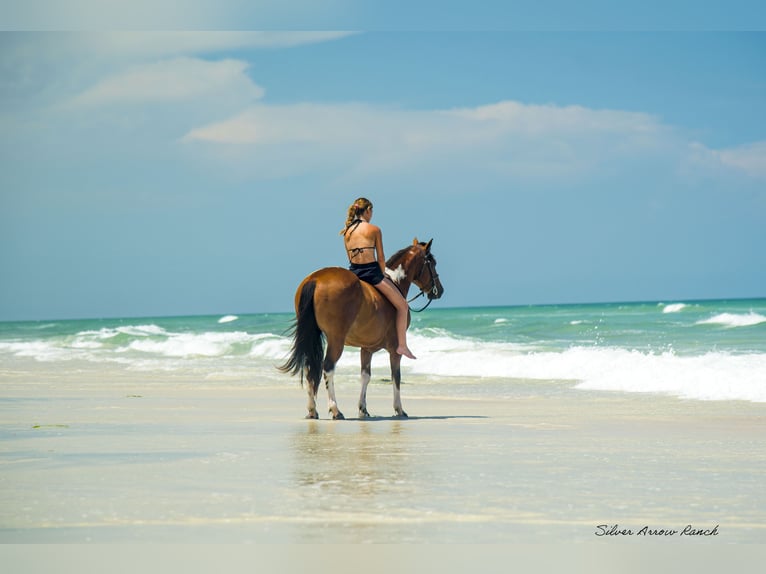 Quarter Pony Castrone 3 Anni 142 cm Pezzato in Ocala