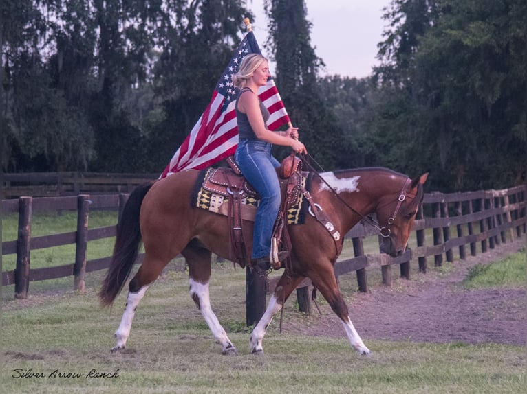 Quarter Pony Castrone 3 Anni 142 cm Pezzato in Ocala