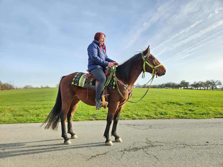 Quarter Pony Mix Castrone 3 Anni 146 cm Baio in Linkenbach