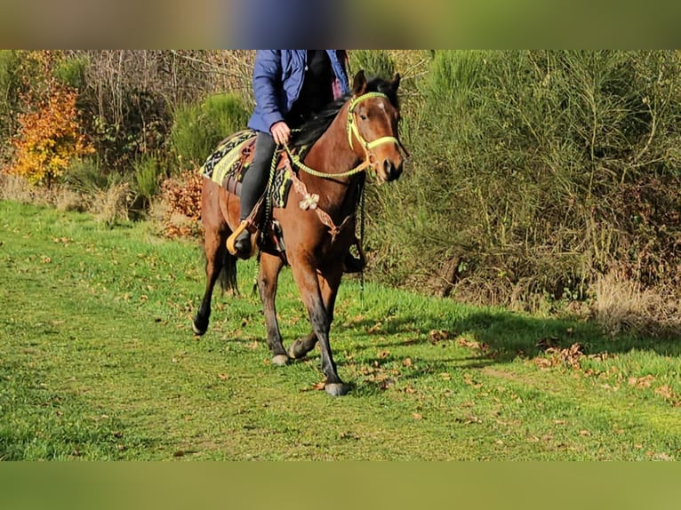 Quarter Pony Mix Castrone 3 Anni 146 cm Baio in Linkenbach