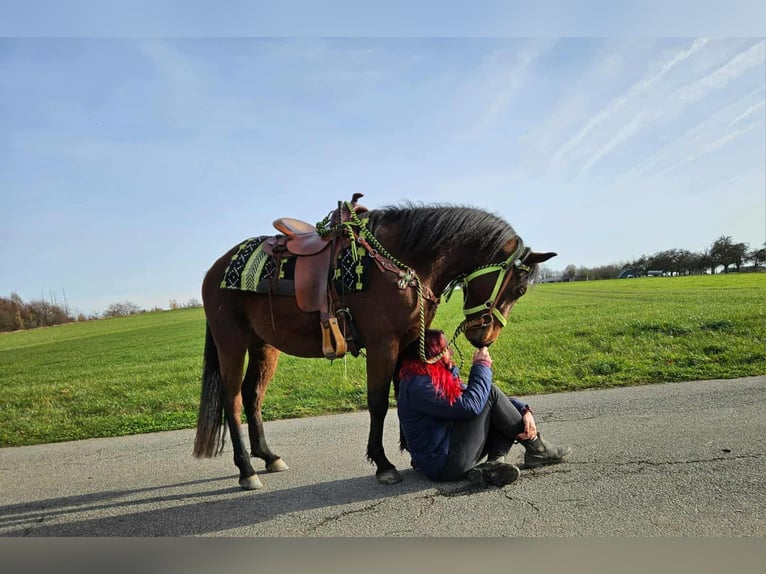 Quarter Pony Mix Castrone 3 Anni 146 cm Baio in Linkenbach