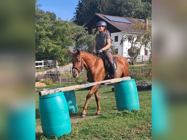 Quarter Pony Castrone 3 Anni 152 cm Sauro in Bayerbach